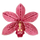 Wall Aurora Flowers
